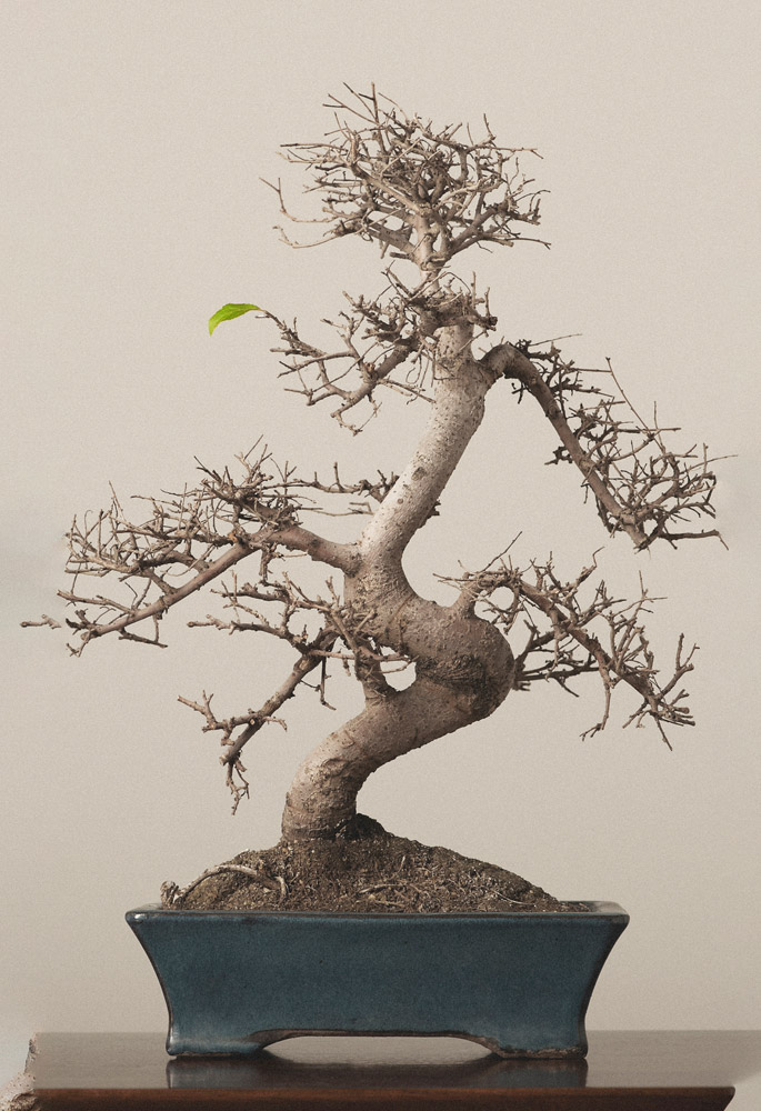 desarrollo-bonsai